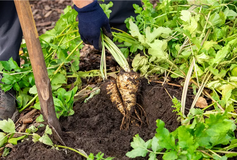 Pastinaca sativa Pastinaca sativa