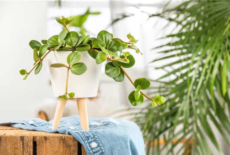 Peperomia 'Hope' Peperomia 'Hope'