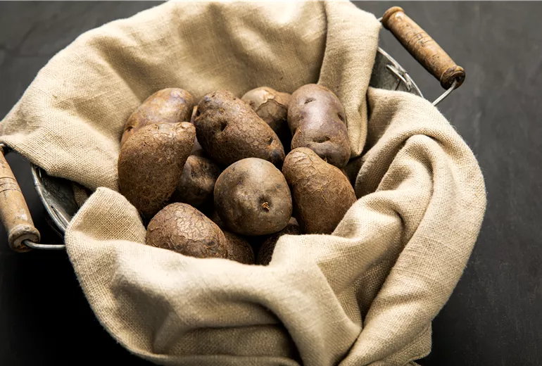 Solanum tuberosum 'Salad Blue' Solanum tuberosum 'Salad Blue'