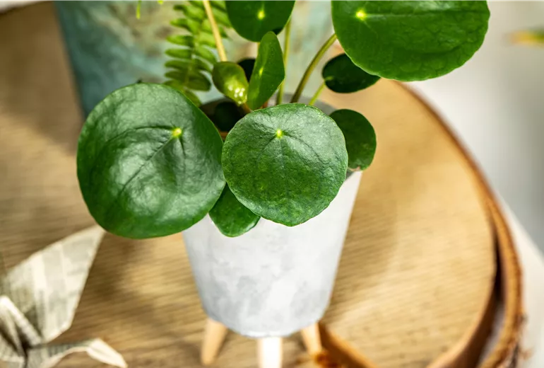 Peperomia polybotrya 'Raindrop' Peperomia polybotrya 'Raindrop'