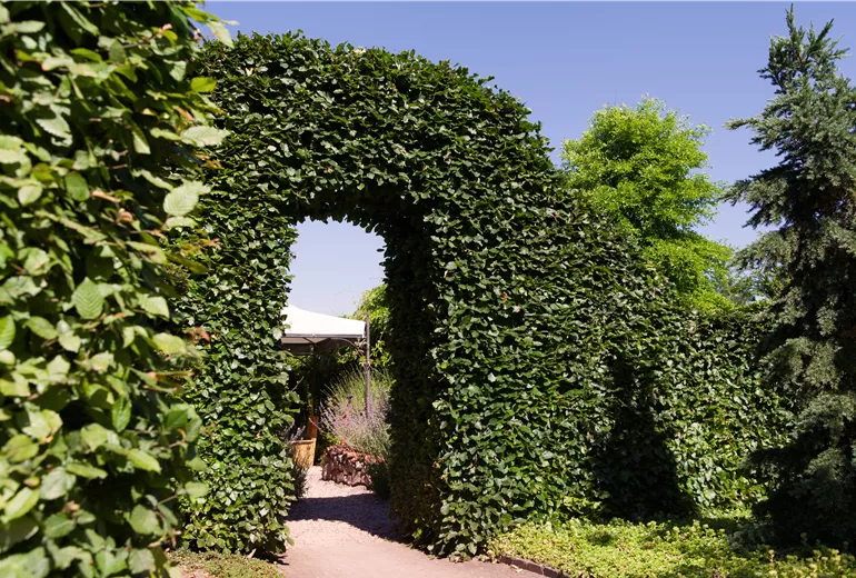 Carpinus betulus (Bogen) Carpinus betulus (Bogen)