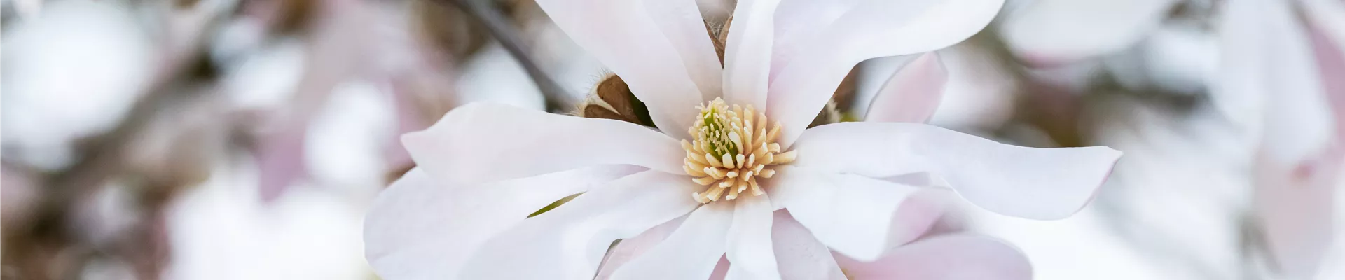 Magnolia x loebneri 'Leonard Messel' Magnolia x loebneri 'Leonard Messel'