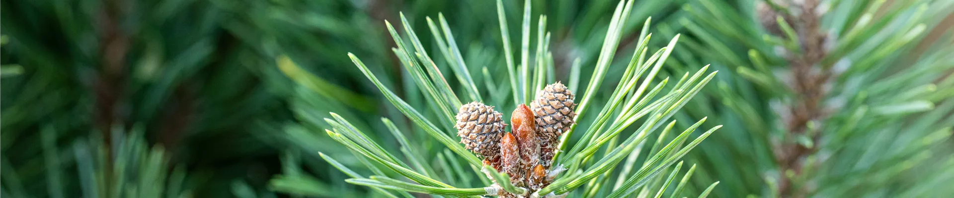 Pinus mugo 'Slavinii' Pinus mugo 'Slavinii'