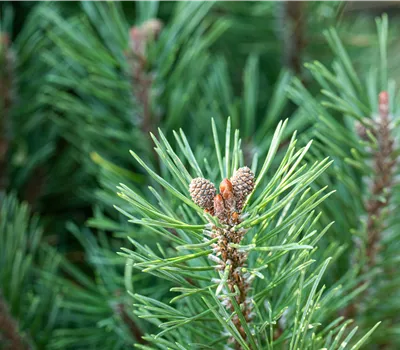 Die passenden Nadelgehölze für jeden Standort im Garten Die passenden Nadelgehölze für jeden Standort im Garten