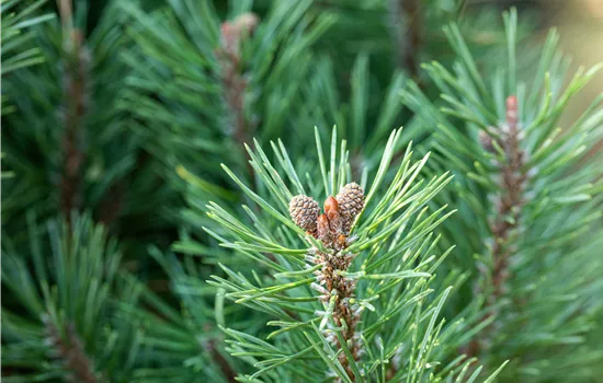 Die passenden Nadelgehölze für jeden Standort im Garten Die passenden Nadelgehölze für jeden Standort im Garten