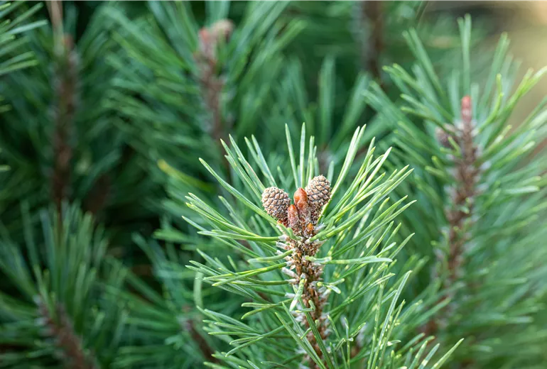 Pinus mugo 'Slavinii' Pinus mugo 'Slavinii'