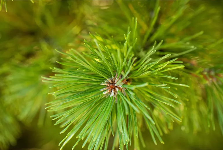 Pinus mugo 'Dirk' Pinus mugo 'Dirk'