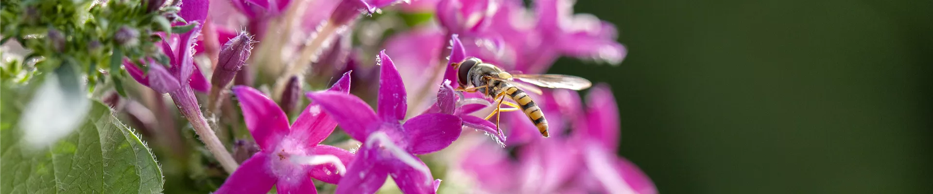 Schwebfliege Schwebfliege