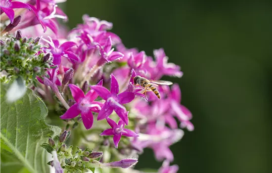 So funktioniert der Pflanzenschutz im Naturgarten So funktioniert der Pflanzenschutz im Naturgarten
