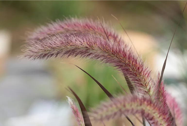 Pennisetum setaceum 'Rubrum' Pennisetum setaceum 'Rubrum'