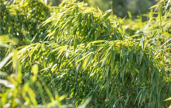 Gartengestaltung mit Bambus für fernöstliches Feeling Gartengestaltung mit Bambus für fernöstliches Feeling