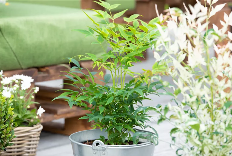 Nandina domestica 'Magical® Lemon-Lime' Nandina domestica 'Magical® Lemon-Lime'