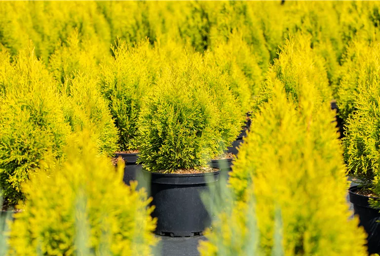 Thuja occidentalis 'Golden Smaragd'® Thuja occidentalis 'Golden Smaragd'®