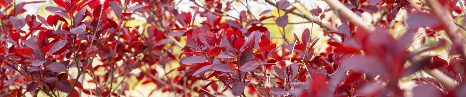Cotinus coggygria 'Royal Purple' Cotinus coggygria 'Royal Purple'