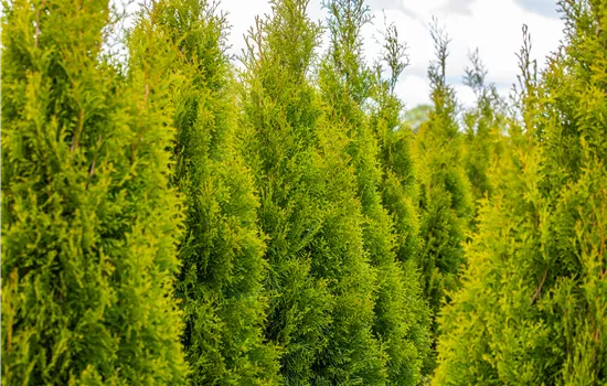 Thuja pflanzen und immergrüne Schönheit geniessen Thuja pflanzen und immergrüne Schönheit geniessen