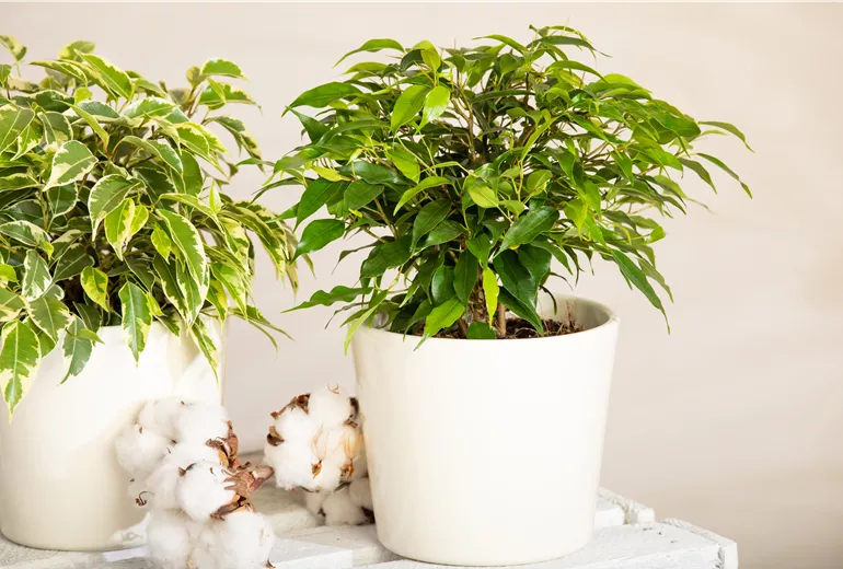 Ficus benjamina 'Green Kinki' Ficus benjamina 'Green Kinki'