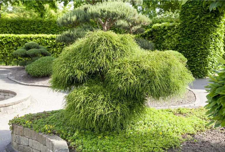 Thuja plicata 'Whipcord' Thuja plicata 'Whipcord'