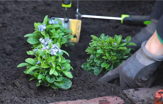 Vergissmeinnicht - Einpflanzen im Garten Vergissmeinnicht - Einpflanzen im Garten