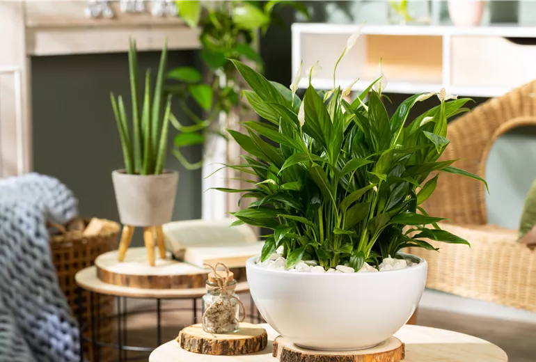 Spathiphyllum floribundum Spathiphyllum floribundum