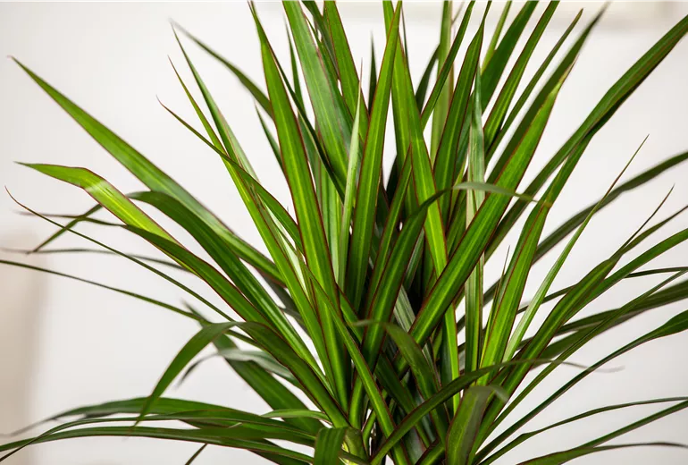 Dracaena marginata Dracaena marginata