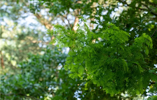 Nadelgehölze einpflanzen und den Garten immergrün gestalten Nadelgehölze einpflanzen und den Garten immergrün gestalten