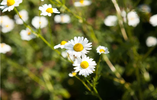 8 Pflanzen für die Gesundheit, die jeder kennen sollte 8 Pflanzen für die Gesundheit, die jeder kennen sollte