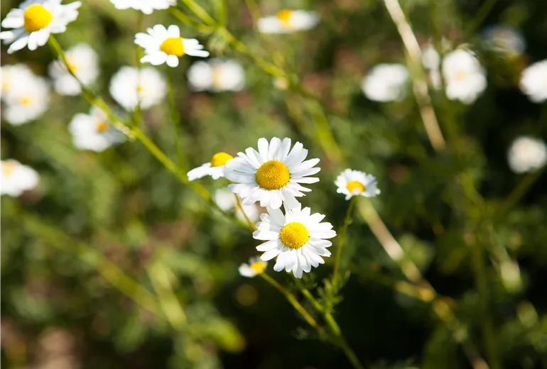 Chamaemelum Chamaemelum