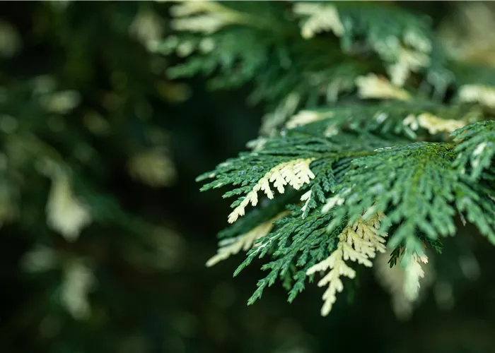 Nadelgehölze kaufen und das ganze Jahr Farbe geniessen