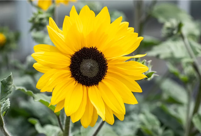 Helianthus annuus, gelb Helianthus annuus, gelb