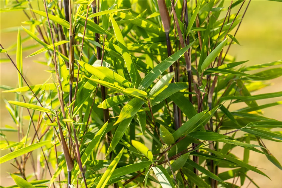 hedera pflanze zimmerpflanze Efeu