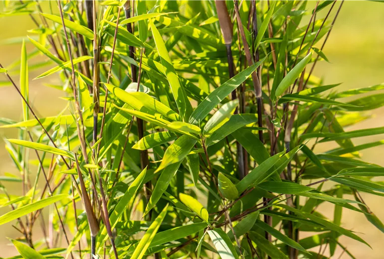 Fargesia nitida 'Black Pearl' Fargesia nitida 'Black Pearl'