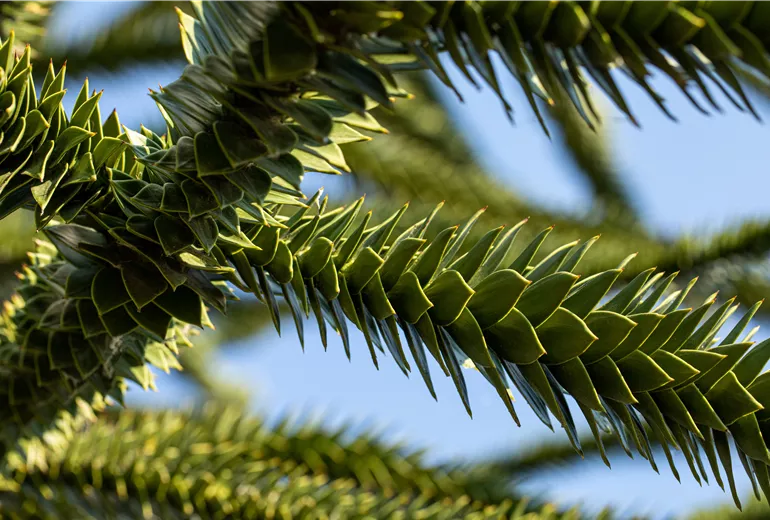 Araucaria araucana Araucaria araucana