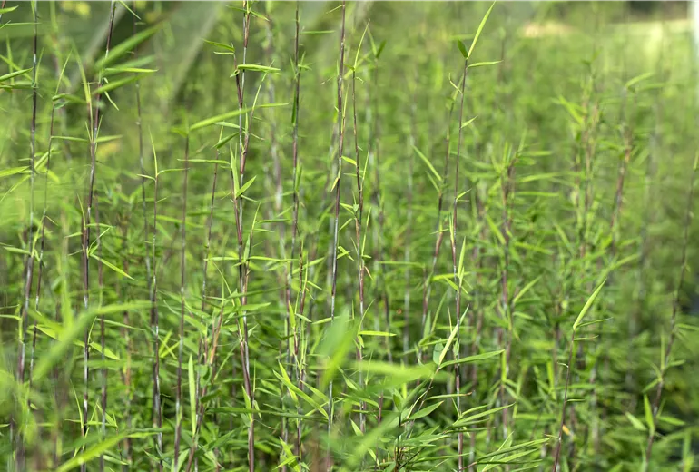 Fargesia nitida 'Black Pearl' Fargesia nitida 'Black Pearl'