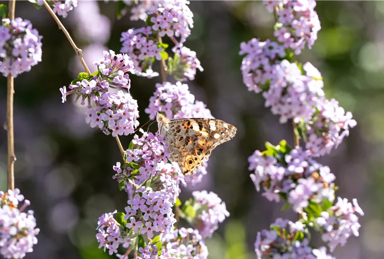 Buddleja alternifolia