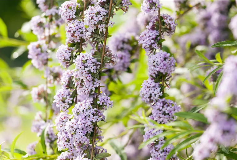 Buddleja alternifolia