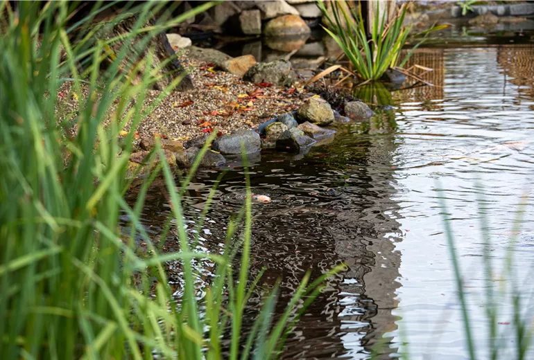 Koi im Teich Koi im Teich