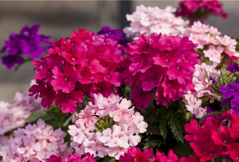 Confetti Garden Viktoria (Verbena 'Lindolena')