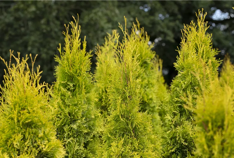 Thuja occidentalis 'Golden Smaragd'® Thuja occidentalis 'Golden Smaragd'®