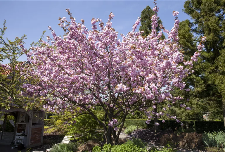 Prunus sargentii Prunus sargentii
