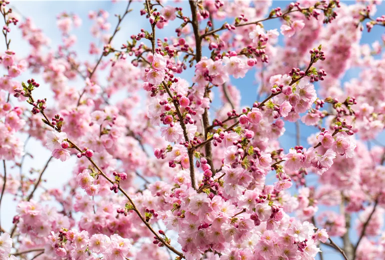 Prunus subhirtella 'Accolade' Prunus subhirtella 'Accolade'