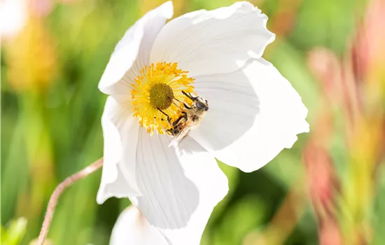 Nützlinge im Garten – Fleissige kleine Helfer fördern Nützlinge im Garten – Fleissige kleine Helfer fördern