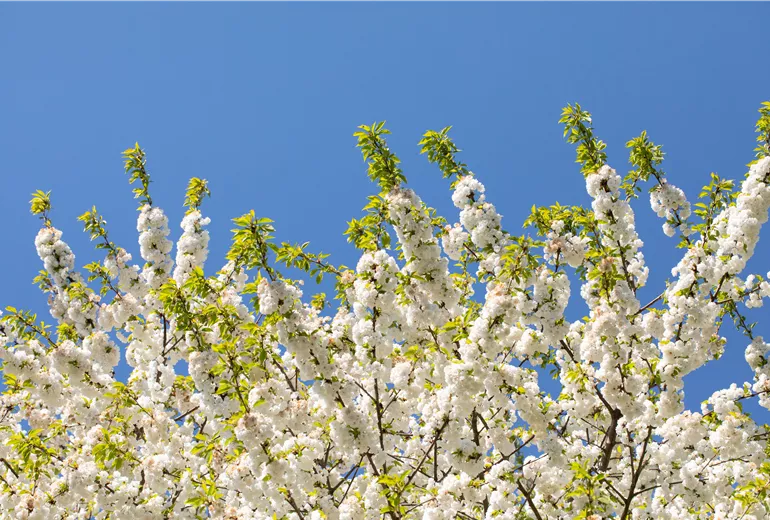 Prunus, Zierkirsche Prunus, Zierkirsche