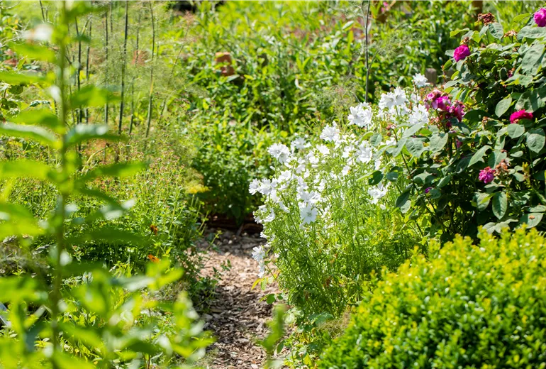 Sommerliches Beet Sommerliches Beet
