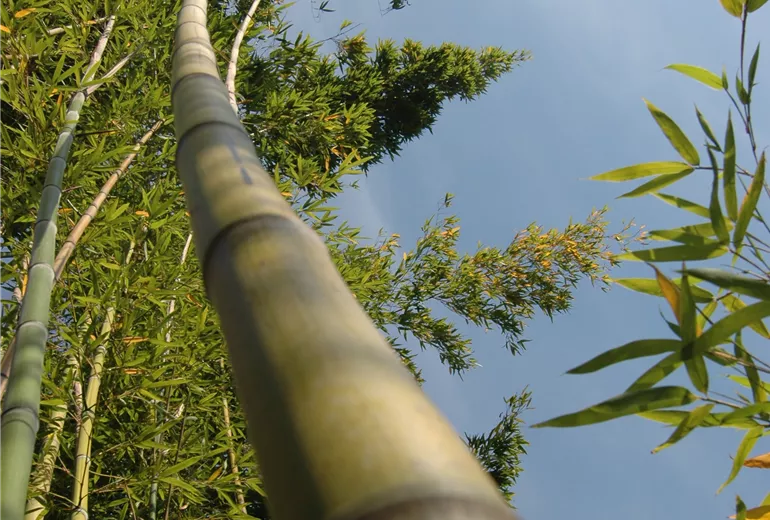 Bambushalm Bambushalm