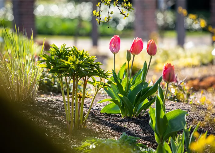 Die 9 schönsten Frühblüher für Frühlingsgefühle