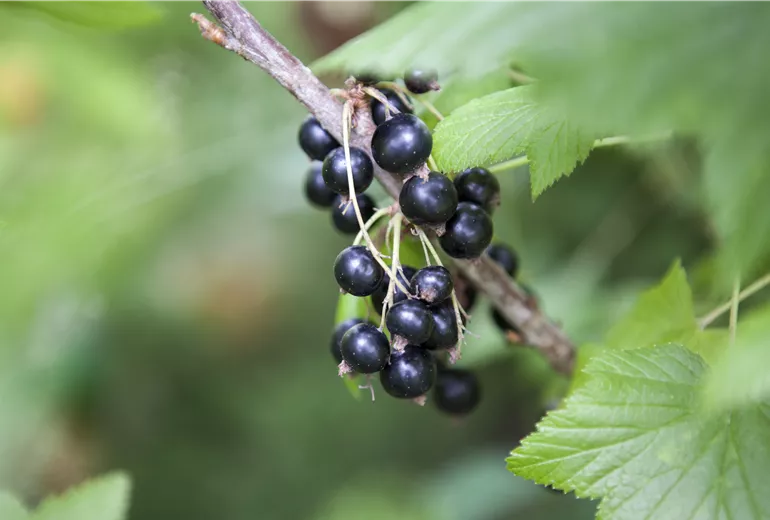 Ribes nigrum