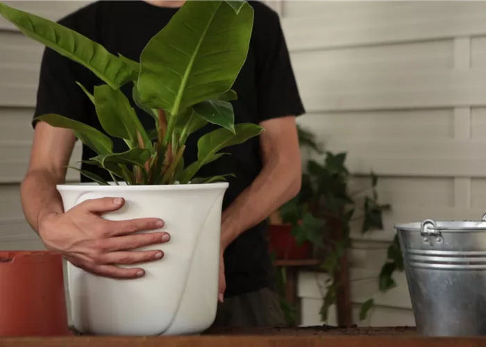Philodendron - Einpflanzen in ein Gefäss Philodendron - Einpflanzen in ein Gefäss