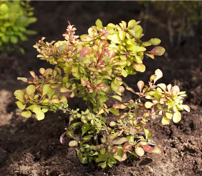 Berberis thunbergii Berberis thunbergii
