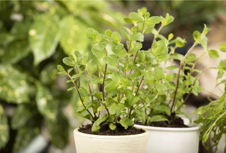 Mentha x piperita Mentha x piperita