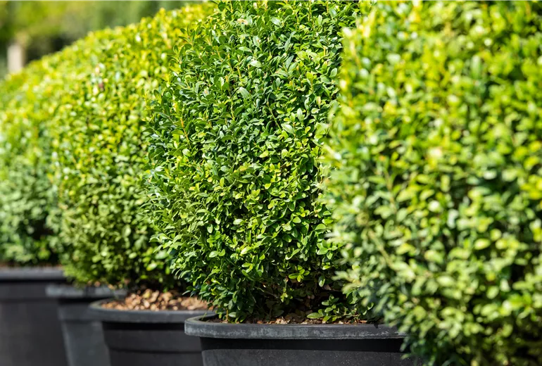 Buxus sempervirens var. arborescens, Kugel Buxus sempervirens var. arborescens, Kugel